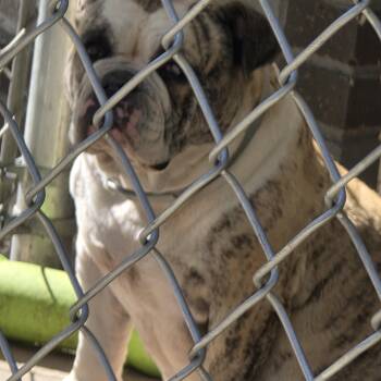 Daisy -  English Bulldog Dog for Adoption in Ardara, Pennsylvania - Daisy | PetCurious