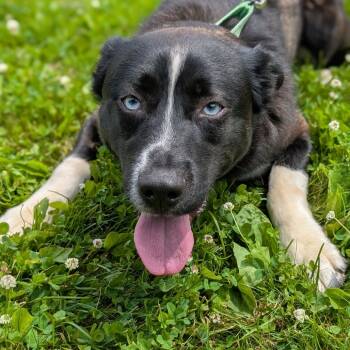 Rescue Siberian Husky and Mixed Breed Dogs for Adoption - Bohdi | PetCurious