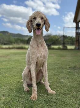 Dusty -  Standard Poodle Dog for Adoption in Helotes, Texas - Dusty | PetCurious