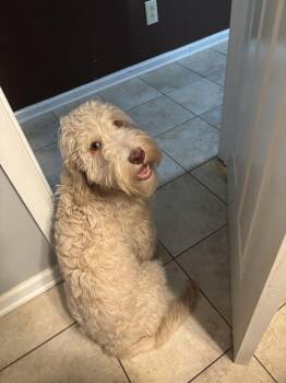 Winnie -  Goldendoodle Dog for Adoption in Lexington, Kentucky - Winnie | PetCurious
