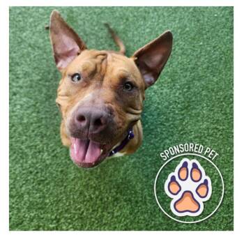 Rescue Pit Bull Terrier and Mixed Breed Dogs for Adoption in Lakeland, Florida - Sarabel | PetCurious