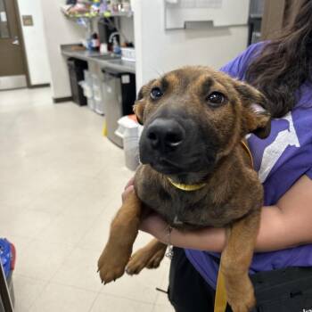 Belgian Shepherd Malinois Dogs Available for Adoption in League City, Texas - Yolk | PetCurious