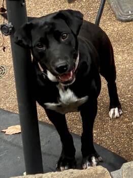 Emma -  Labrador Retriever and Flat Coated Retriever Dog for Adoption - Emma | PetCurious