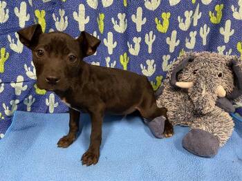 Staffordshire Bull Terrier and Mixed Breed Dogs Available for Adoption - A607397 | PetCurious