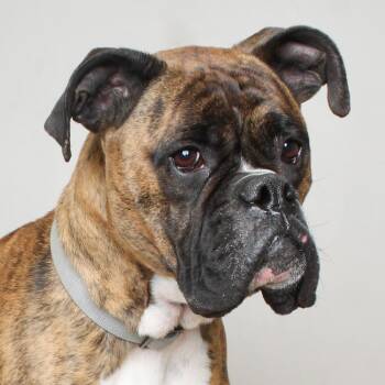 Boxer and English Bulldog Dogs Available for Adoption in Minnetonka, Minnesota - Cash D69444 | PetCurious