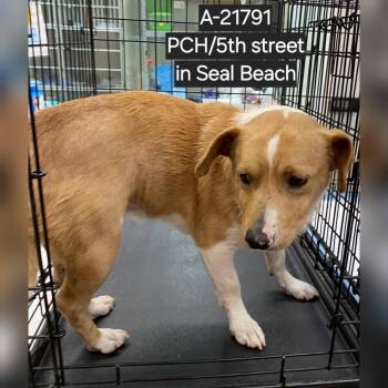 Twinkie -  Jack Russell Terrier Dog for Adoption in Westminster, California - Twinkie | PetCurious