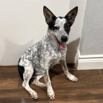 Rescue Cattle Dog and Mixed Breed Dogs for Adoption in Houston, Texas - Cassie | PetCurious