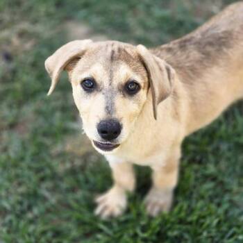 Labrador Retriever and Wire Fox Terrier Dogs Available for Adoption in San Diego, California - Burley | PetCurious