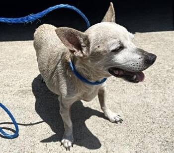 A660931 -  Chihuahua Dog for Adoption in Houston, Texas - A660931 | PetCurious