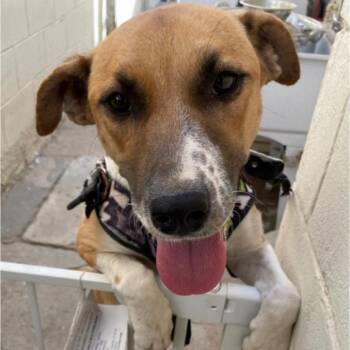 SOU-Stray-760_2 -  Cattle Dog and Terrier Dog for Adoption in Escondido, California - SOU-Stray-760_2 | PetCurious