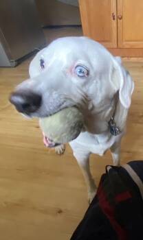 Mixed Breed Dogs Available for Adoption - Bourbon | PetCurious