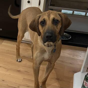 Slinky Dog -  Great Dane Dog for Adoption in Columbia, South Carolina - Slinky Dog | PetCurious