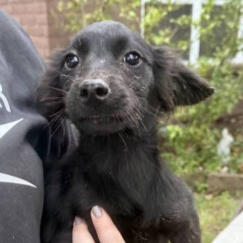 Rescue Mixed Breed Dogs for Adoption in Muscatine, Iowa - Shadow | PetCurious