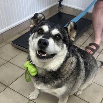 Keeta -  Husky Dog for Adoption in Oakville, Ontario - Keeta | PetCurious