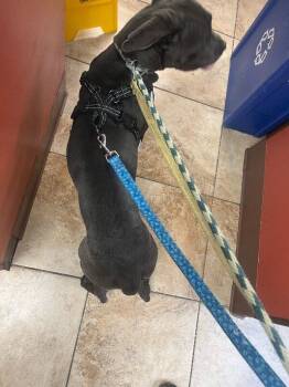 Cassandra Peterson -  Mixed Breed Dog for Adoption in Cincinnati, Ohio - Cassandra Peterson | PetCurious