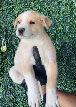 Shepherd and Mixed Breed Dogs Available for Adoption in El Paso, Texas - Omelet* | PetCurious