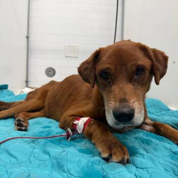 Scout -  Mixed Breed Dog for Adoption in Austin, Texas - Scout | PetCurious