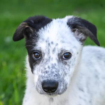 pepper -  Cattle Dog Dog for Adoption in Arlington Heights, Illinois - Pepper | PetCurious