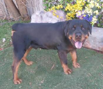 Rottweiler Dogs Available for Adoption - TEDDY | PetCurious
