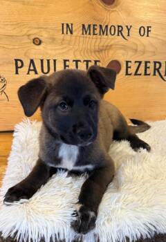 Oreo -  Mixed Breed Dog for Adoption in Hot Springs, South Dakota - Oreo | PetCurious