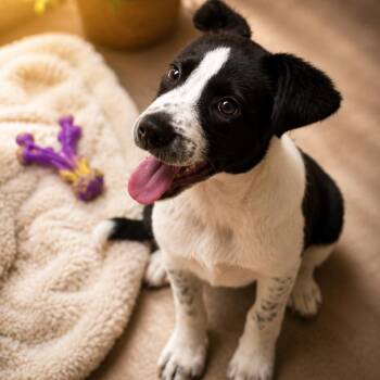 Maisy -  Border Collie Dog for Adoption in Mount Pleasant, Texas - Maisy | PetCurious