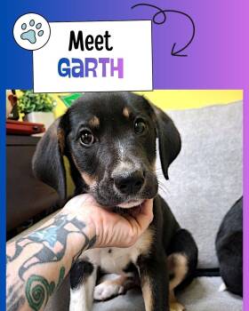 Garth -  Australian Cattle Dog Blue Heeler Dog for Adoption in Sulphur, Kentucky - Garth | PetCurious