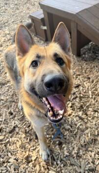 German Shepherd Dog Dogs Available for Adoption in Vancouver, Washington - Ham | PetCurious