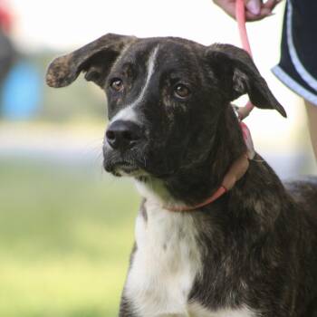 Marcellus -  Mixed Breed Dog for Adoption in Columbia, South Carolina - Marcellus | PetCurious