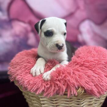 Mixed Breed Dogs Available for Adoption in East St. Louis, Illinois - Antonio | PetCurious