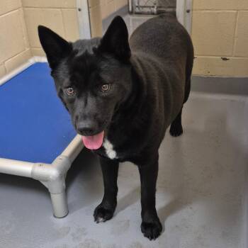 Mixed Breed Dogs Available for Adoption - 11/23/2026-Stray-ThirteenthStreet | PetCurious