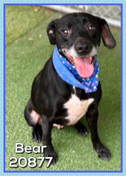 BEAR -  Hound and Black Labrador Retriever Dog for Adoption in Marietta, Georgia - BEAR | PetCurious
