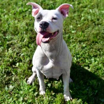 Daphne -  Pit Bull Terrier and Mixed Breed Dog for Adoption in Ottawa, Kansas - Daphne | PetCurious