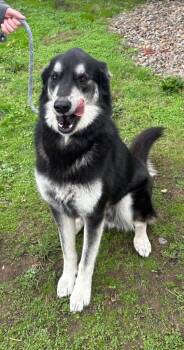 Rescue Golden Retriever and Husky Dogs for Adoption in Newberg, Oregon - Huck | PetCurious