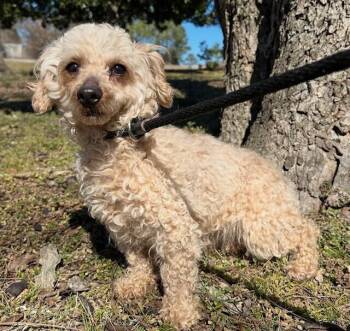Poodle Dogs Available for Adoption - Goldie | PetCurious