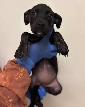 Rescue Mixed Breed Dogs for Adoption in New York, New York - China (p) | PetCurious