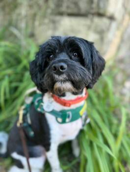 Armani -  Poodle Dog for Adoption in Columbia, Maryland - Armani | PetCurious
