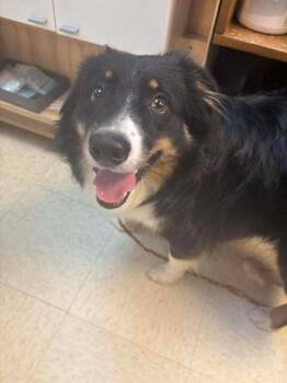 Australian Shepherd and Mixed Breed Dogs Available for Adoption - Ranger | PetCurious
