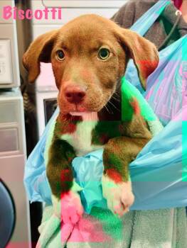 Mixed Breed Dogs Available for Adoption in Rock Hill, New York - Biscotti | PetCurious