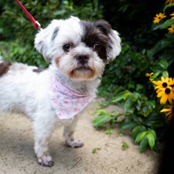 Rescue Shih Tzu Dogs for Adoption in Portage, Michigan - Princess | PetCurious