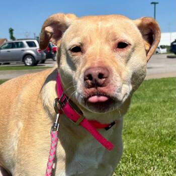 Nala -  Labrador Retriever and Mixed Breed Dog Available for Adoption in Evansville, Indiana - Nala | PetCurious