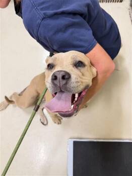 ACE -  Labrador Retriever and Mixed Breed Dog for Adoption in Fremont, California - ACE | PetCurious