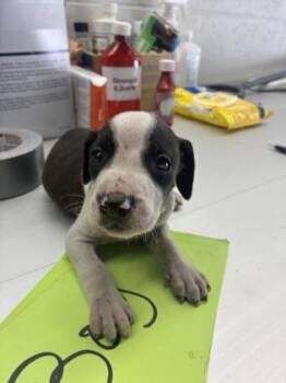 Snoop -  Pit Bull Terrier and Mixed Breed Dog for Adoption in Gainesville, Florida - Snoop | PetCurious