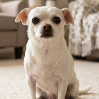 Chihuahua Dogs Available for Adoption - Shadow | PetCurious