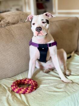 Rescue American Bulldog and Boxer Dogs for Adoption in Humble, Texas - Helen | PetCurious