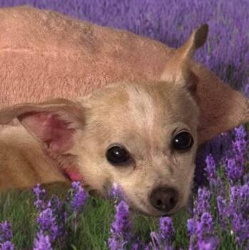 Chihuahua Dogs Available for Adoption - Sunshine | PetCurious