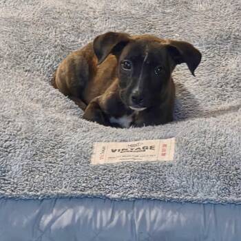 Betty -  Terrier Dog for Adoption in Waxhaw, North Carolina - Betty | PetCurious