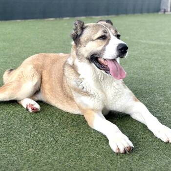 Rescue Saint Bernard Dogs for Adoption in Longview, Texas - Josie | PetCurious