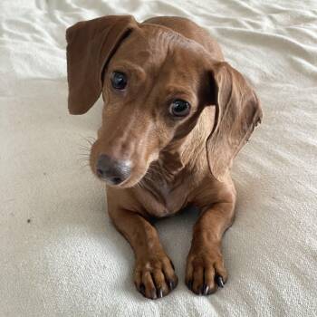 Dachshund Dogs Available for Adoption in Burlington, North Carolina - Sweet Molly | PetCurious