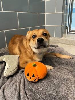 Rescue Labrador Retriever Dogs for Adoption in Hoffman Estates, Illinois - Dylan | PetCurious