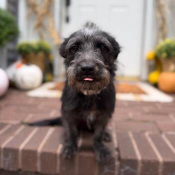Hadley -  Terrier Dog for Adoption in Medford Lakes, New Jersey - Hadley | PetCurious
